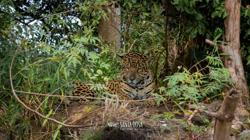 Onça-Pintada no Pantanal mato-grossense