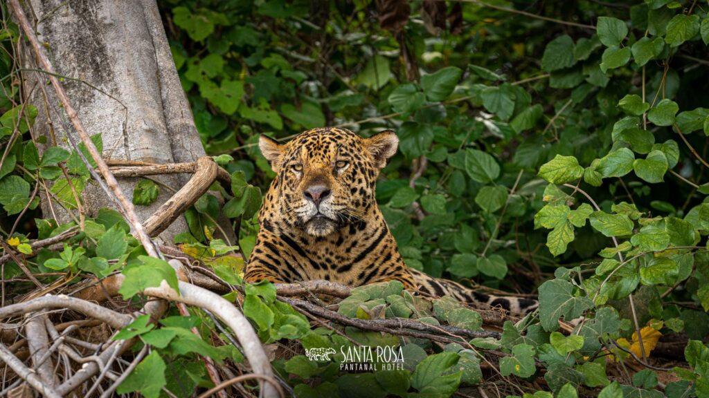 Onça-Pintada no Pantanal mato-grossense